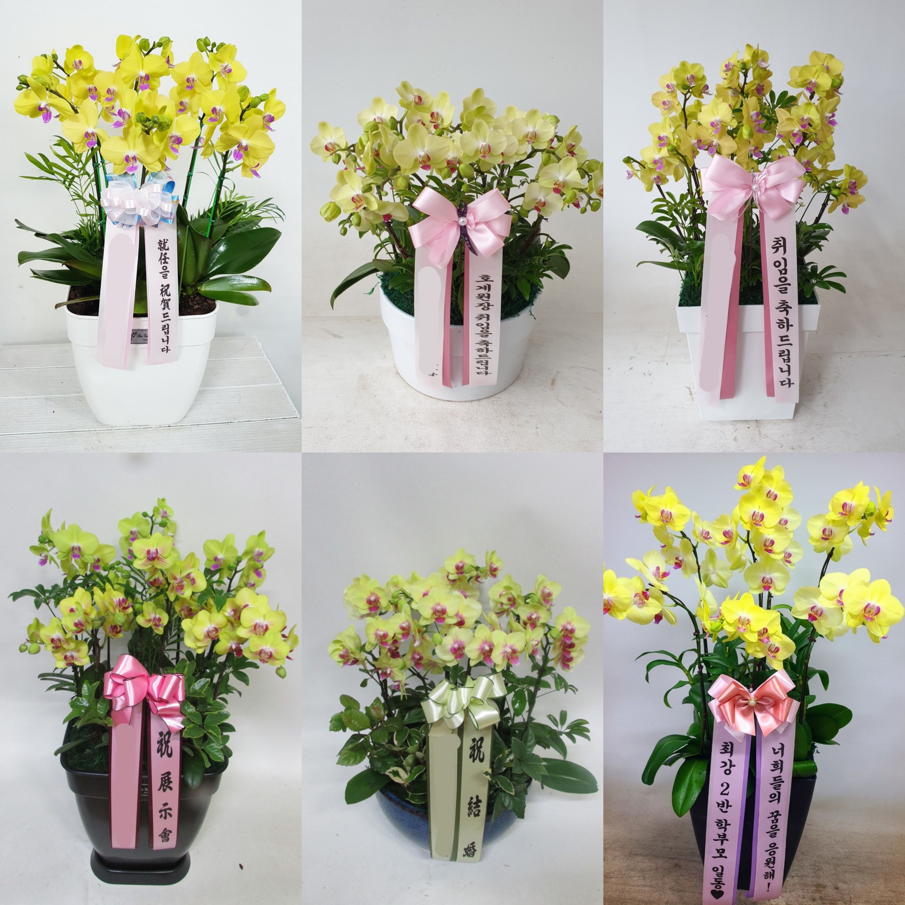 노랑 호접란 (특대) 서양난 서양란 고급난 배달 승진 인사이동 축하 팔순 칠순 난배송 - 상세 이미지 3