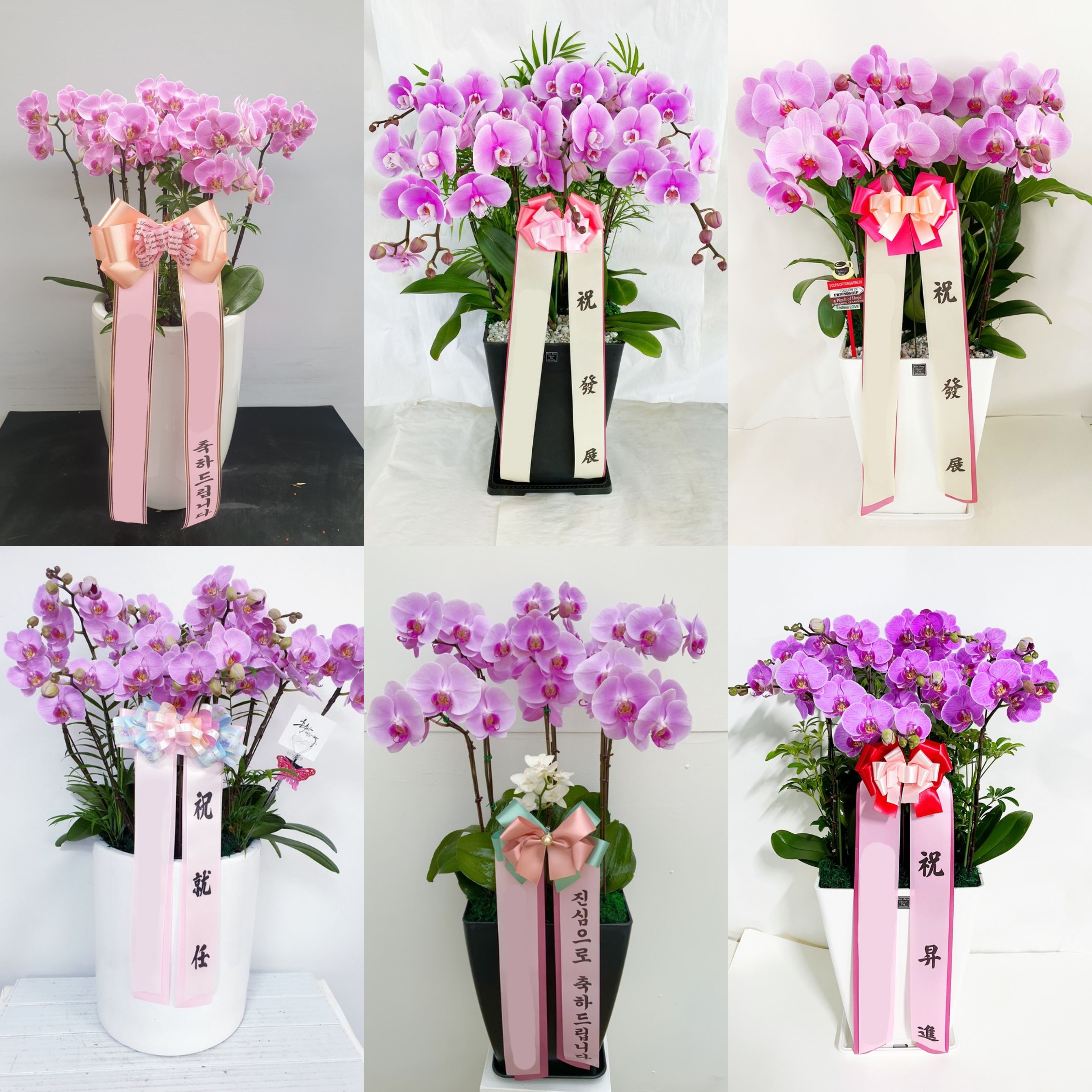 분홍 호접란 (대) 칠순 팔순 서양란 서양난 난배달 상견례 승진 축하 개업 당일 화분배달 이미지 3