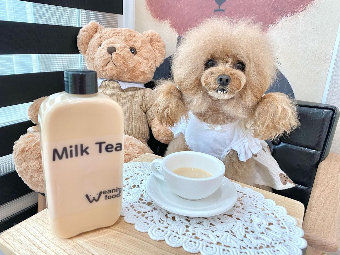 위닝푸드 강아지 소불고기 화식 반려견 수제 간식 사료 다이어트 알러지 습식