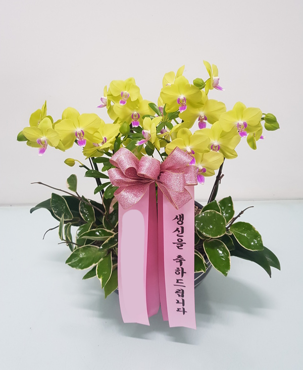노랑 호접란 (중) 칠순 팔순 서양난 서양란 난배달 전시회 취임 선물 축하 개업화분