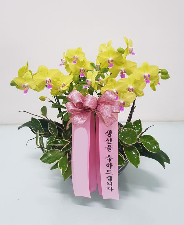 노랑 호접란 (중) 가격 비교 Blossomy 노랑 호접란 (중)