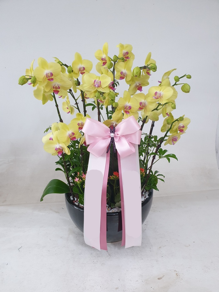노랑 호접란 (특대) 서양난 서양란 고급난 배달 승진 인사이동 축하 팔순 칠순 난배송
