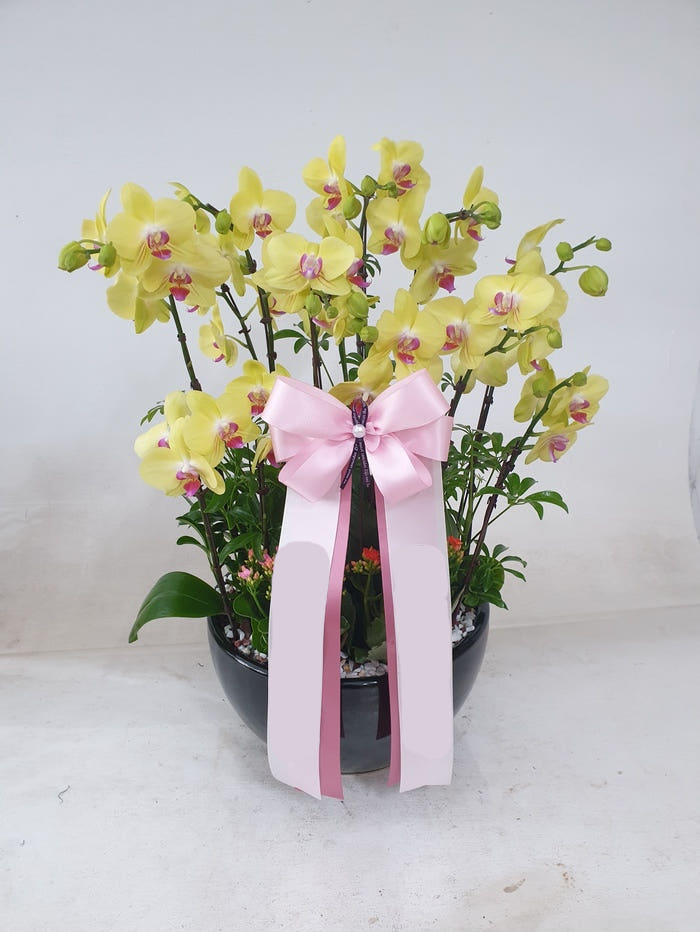 노랑 호접란 특대 서양난 가격 추이 Blossomy 노랑 호접란 특대 서양난 - 최저가 120,000원