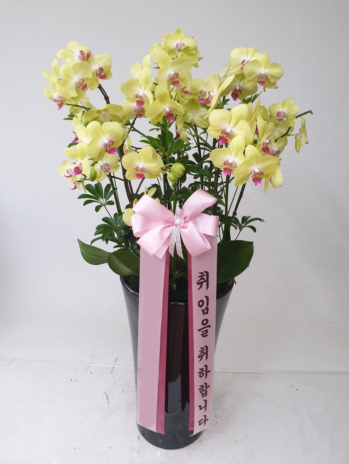 노랑 호접란 특대 화분 가격 추이 Blossomy 노랑 호접란 특대 화분 - 최저가 120,000원