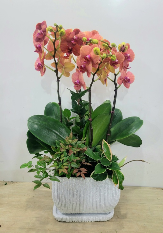 주황 호접란 (중) 서양난 서양란 칠순 팔순 상견례 승진 회장 선물 축하 개업 당일 화분