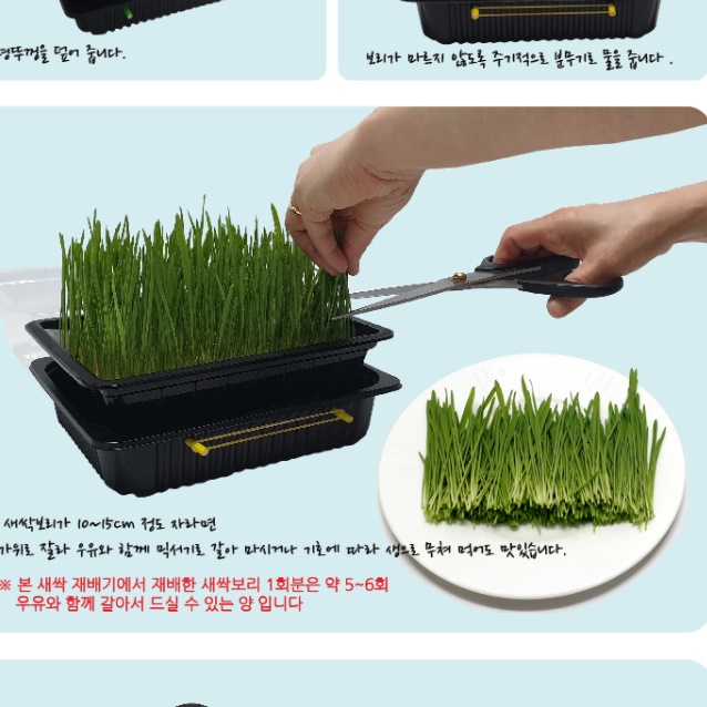 새싹보리 재배기 세트 새싹 보리 키우기 키트 자동 관수 - 상세 이미지 2