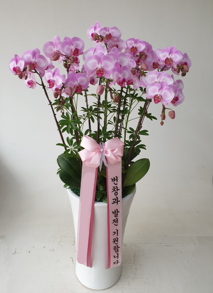 분홍 호접란 (vip) 서양난 서양란 고급난 옥화분 옥꽃 팔순 칠순 취임 영전 난배송 - 상품 이미지