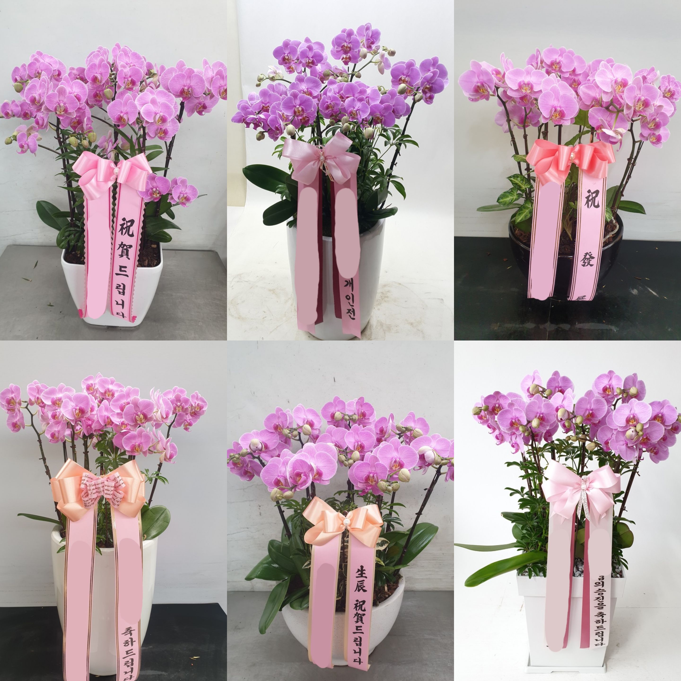 분홍 서양란 (특대) 화분 칠순 팔순 영전 취임 개업식 서양난 서양란 생신 난배달 꽃배달 이미지 3