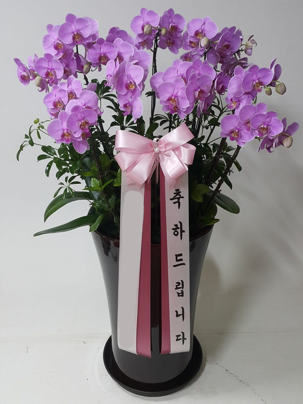 Blossomy 분홍 호접란 서양난 옥화분 - 최저가 200,000원