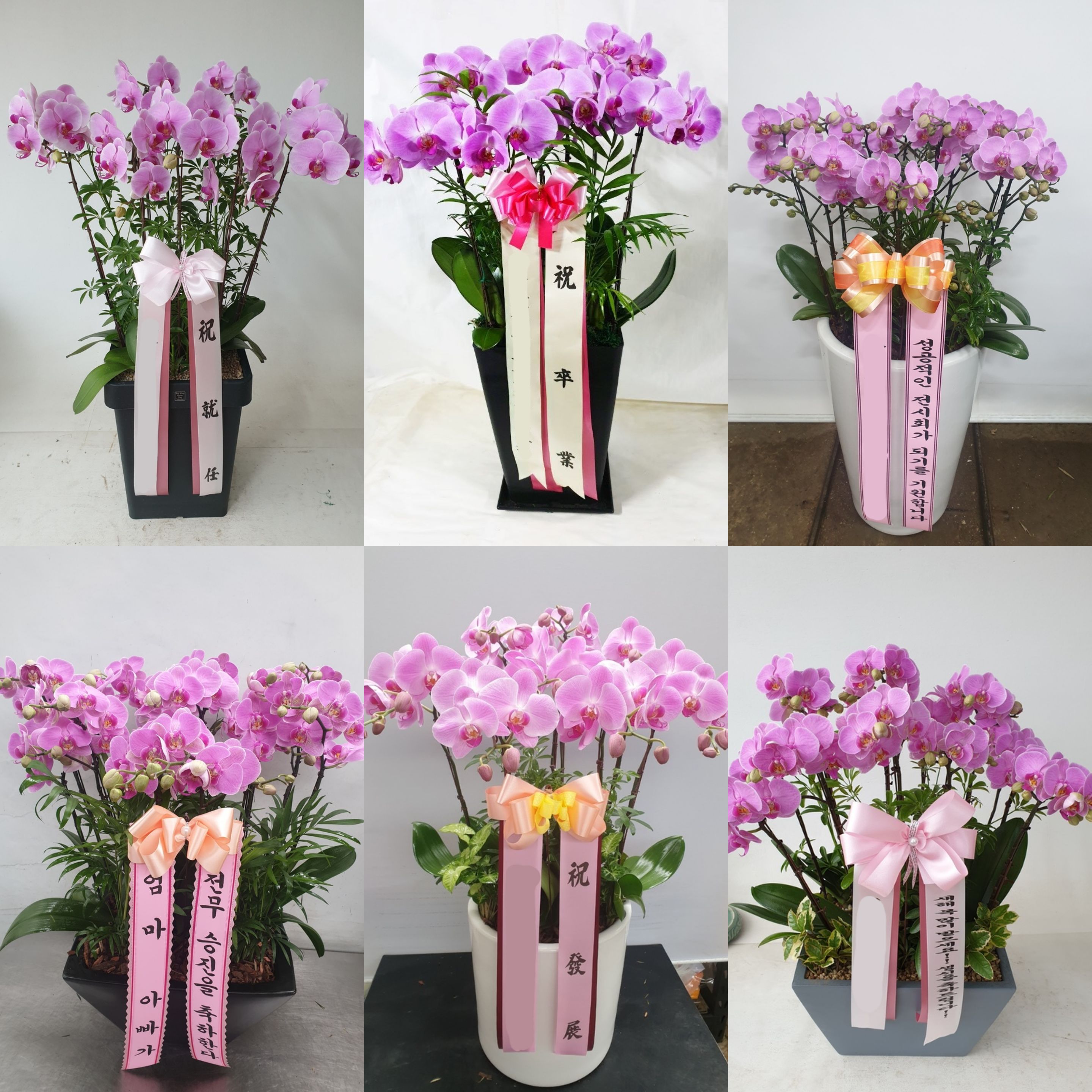 분홍 서양란 (특대) 화분 칠순 팔순 영전 취임 개업식 서양난 서양란 생신 난배달 꽃배달 이미지 2