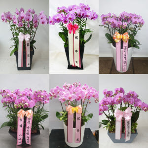 분홍 서양란 (특대) 화분 칠순 팔순 영전 취임 개업식 서양난 서양란 생... 솔직 후기 | 실사용자 리뷰 분석 - 상품 이미지 2