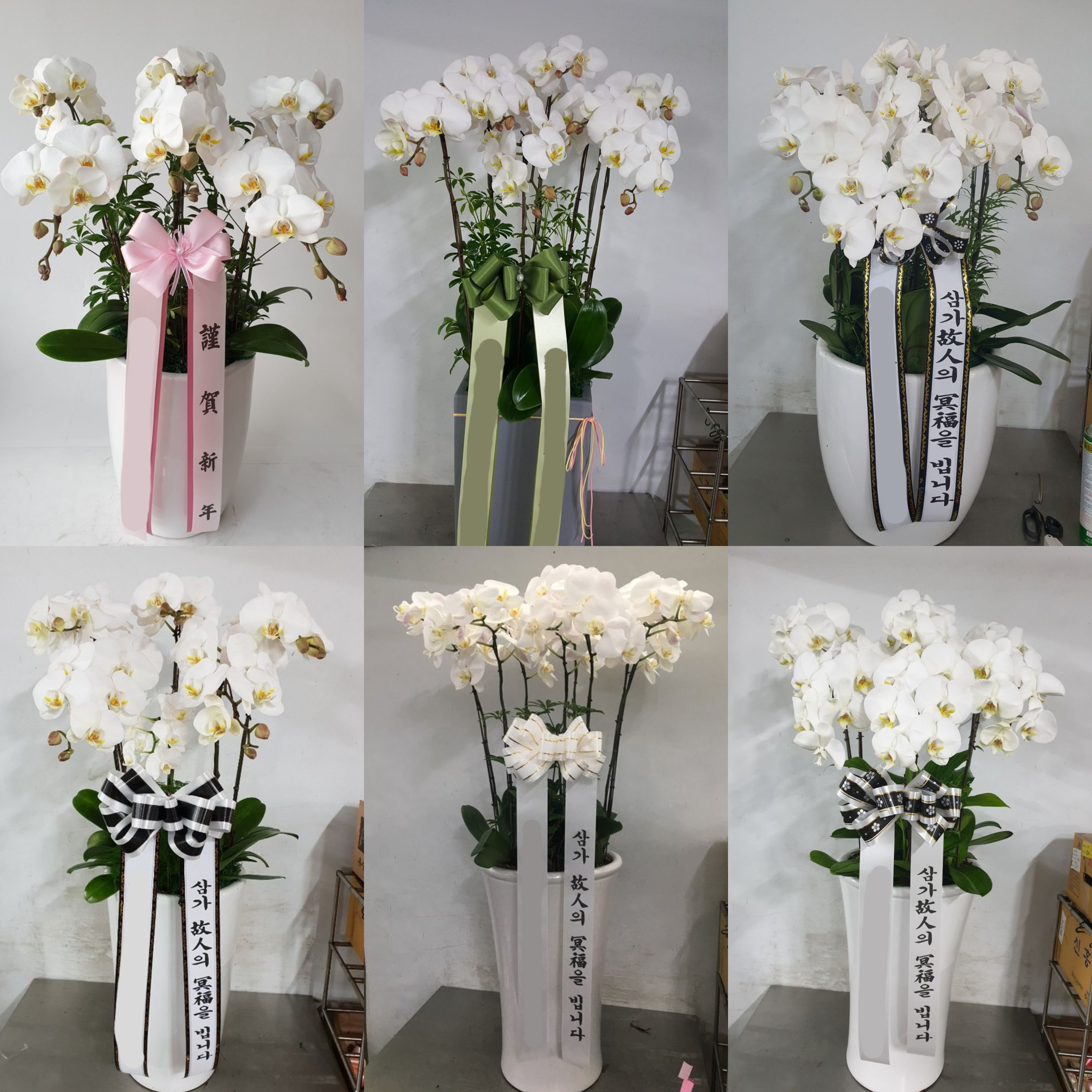 흰 하얀 서양란 (vip) 화분 칠순 팔순 영전 취임 개업식 서양난 서양란 생신 난배달 꽃배달 - 상세 이미지 3