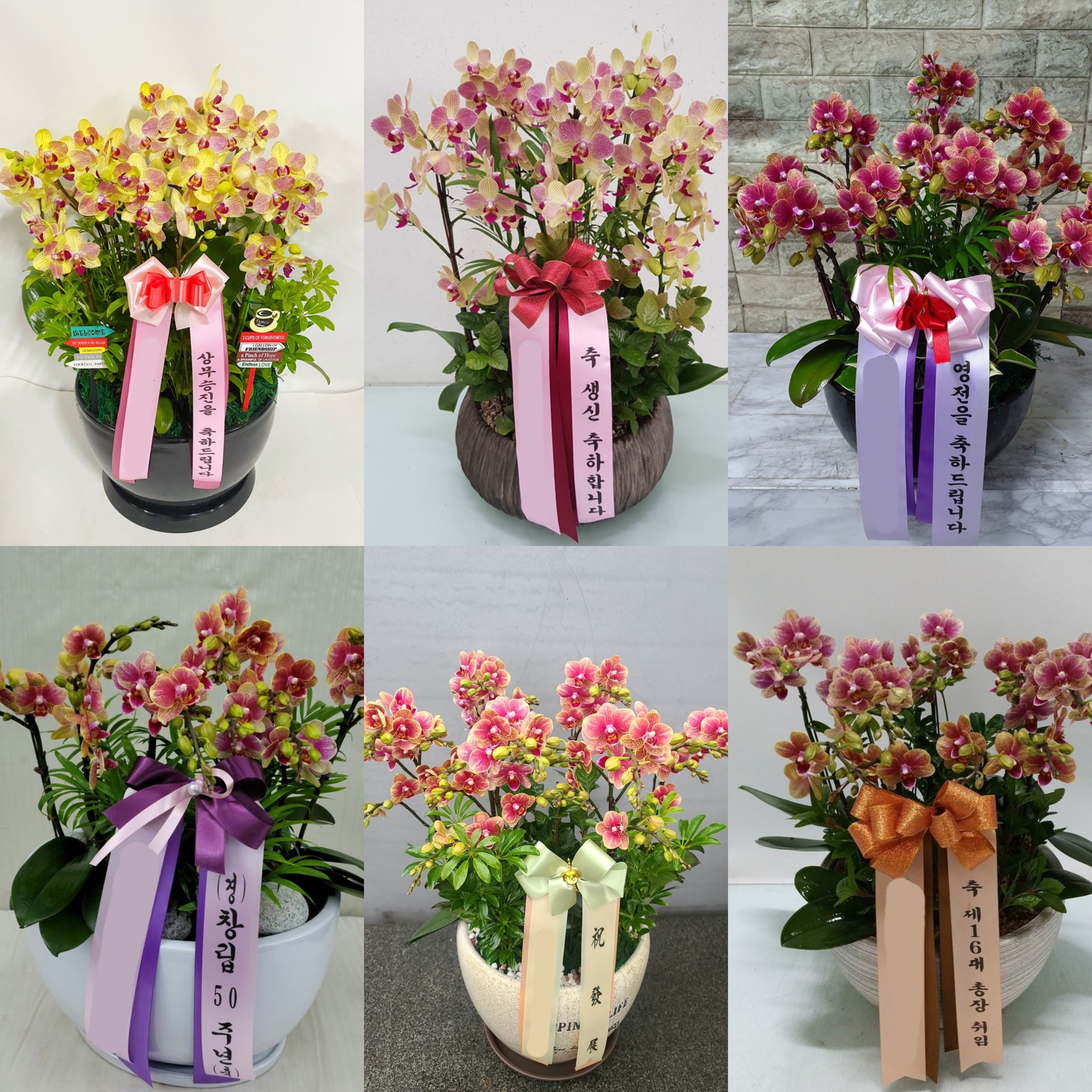 주황 호접란 (특대) 서양난 서양란 인사이동 영전 취임 칠순 팔순 생신 개업 화분 배달 - 상세 이미지 2