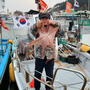 동해 삼척 생물 피문어 제수용 자숙 문어 대왕 대문어 1.5kg 선주직송 맛있게 먹은 솔직 후기 - 상품 이미지 4