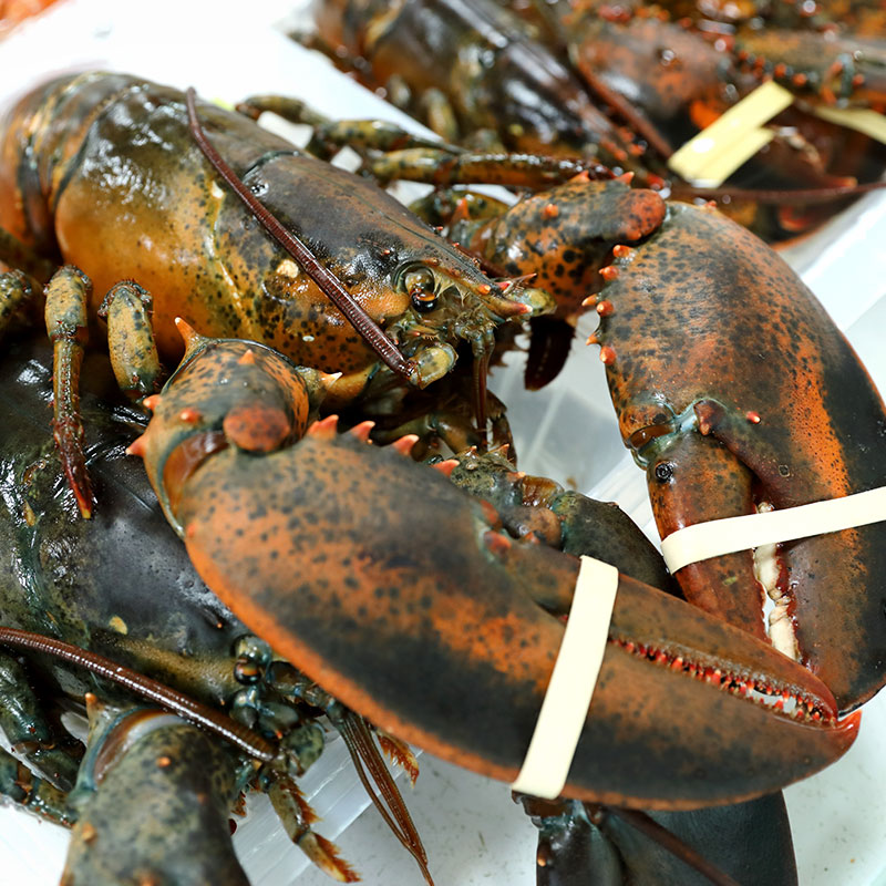 캐나다 다양한 크기 활 랍스터 랍스타 500g 600g 700g 1kg 바닷가재 - 상품 이미지