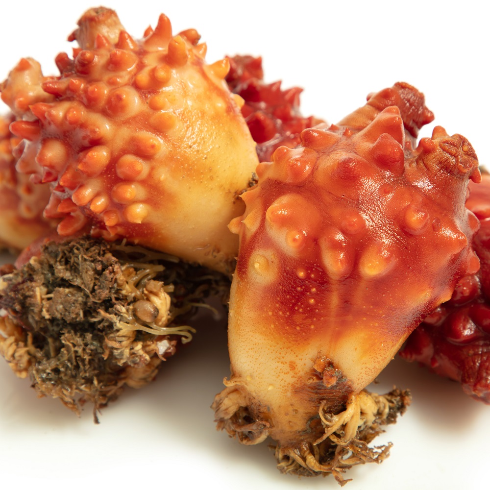 제철 멍게 1kg 통영 손질 깐 활멍게 멍게무침 멍게비빔밥