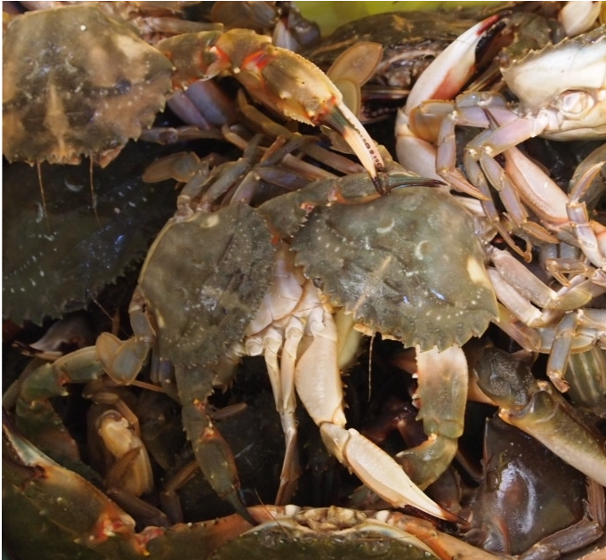 돌게장 박하지게장 1kg 간장게장 벌떡게 - 상세 이미지 3