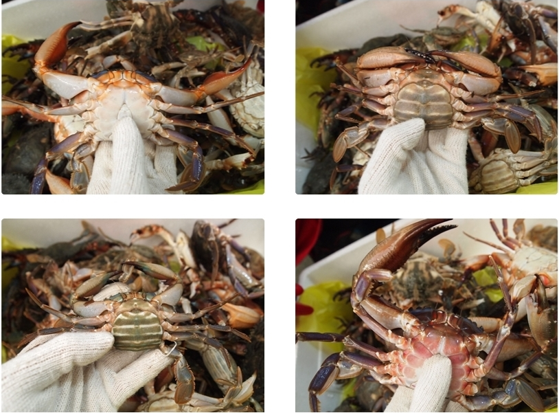 돌게장 박하지게장 1kg 간장게장 벌떡게 - 상세 이미지 4
