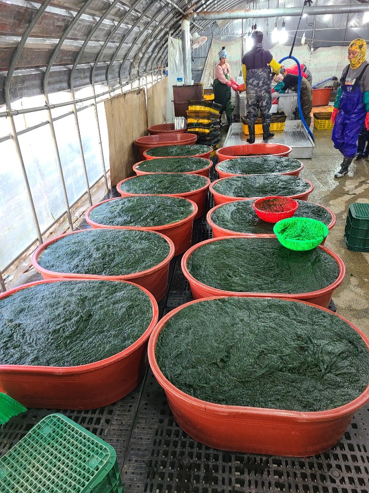 냉동감태 생감태 1kg - 5kg 무안감태 찰감태 감태지 감태무침 - 상세 이미지 3