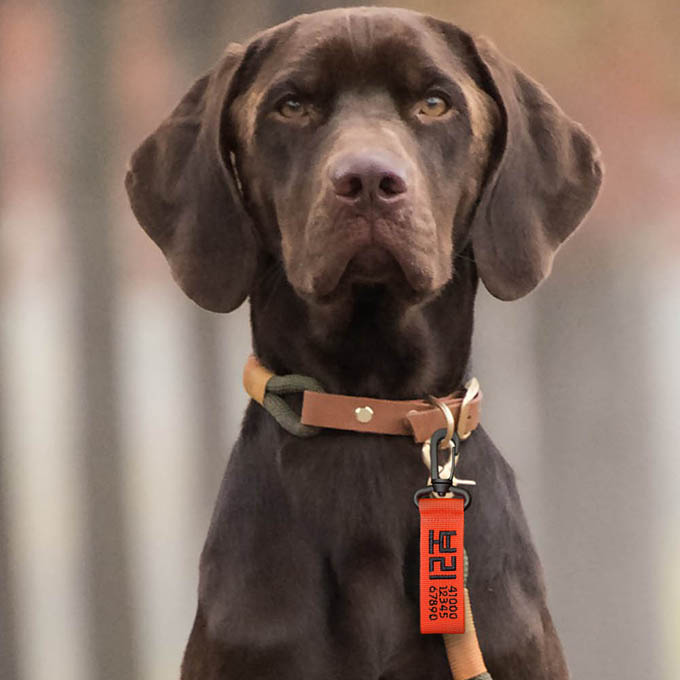 강아지네임택 대형견이름표 반려견인식표 강아지명찰 이름표 블랙 오렌지