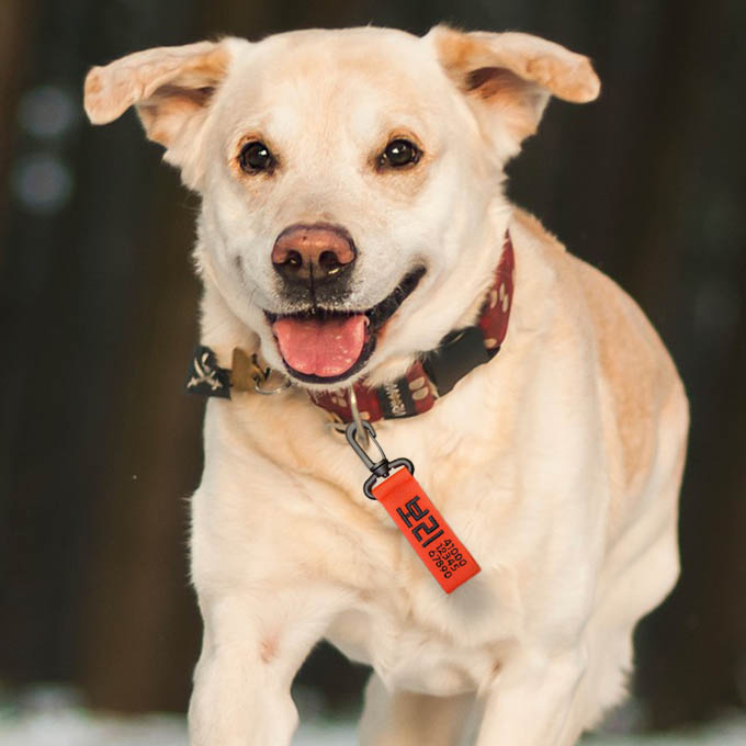 강아지네임택 대형견이름표 반려견인식표 강아지명찰 이름표 블랙 오렌지