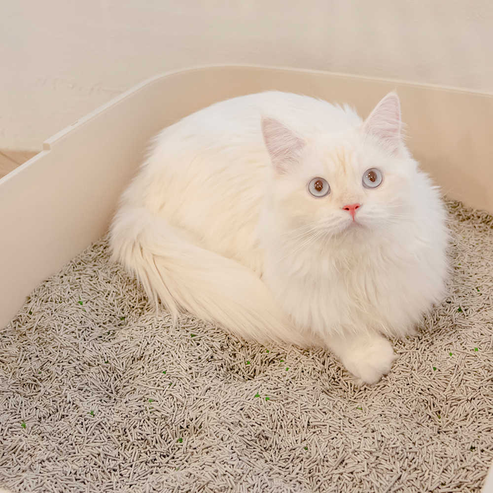 한삽뚝딱 저스트원 피톤치드 탈취 캡슐 고양이 두부모래 2.7kg, 1개 - 상세 이미지 3