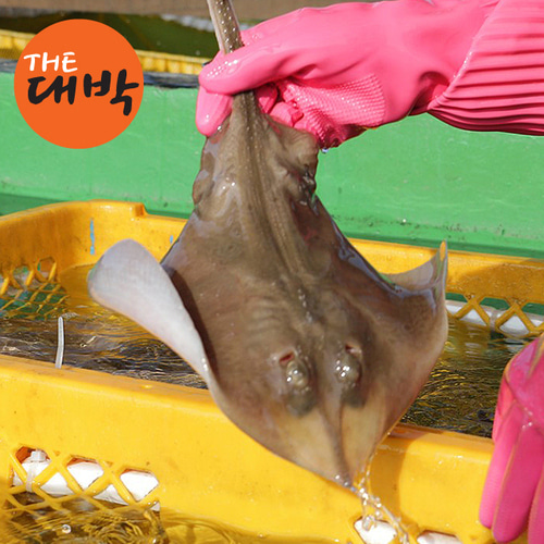자연산 간재미 1kg 국내산 가오리 - 상세 이미지 2
