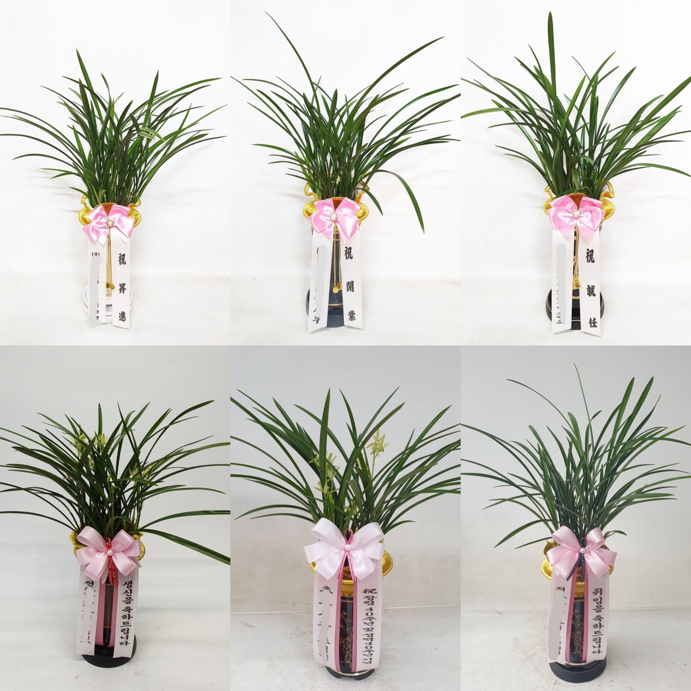 동양란꽃 동양난 종류 철골 풍란 난선물 승진 양난 회장 축하 퇴임 퇴직 칠순 팔순 화분