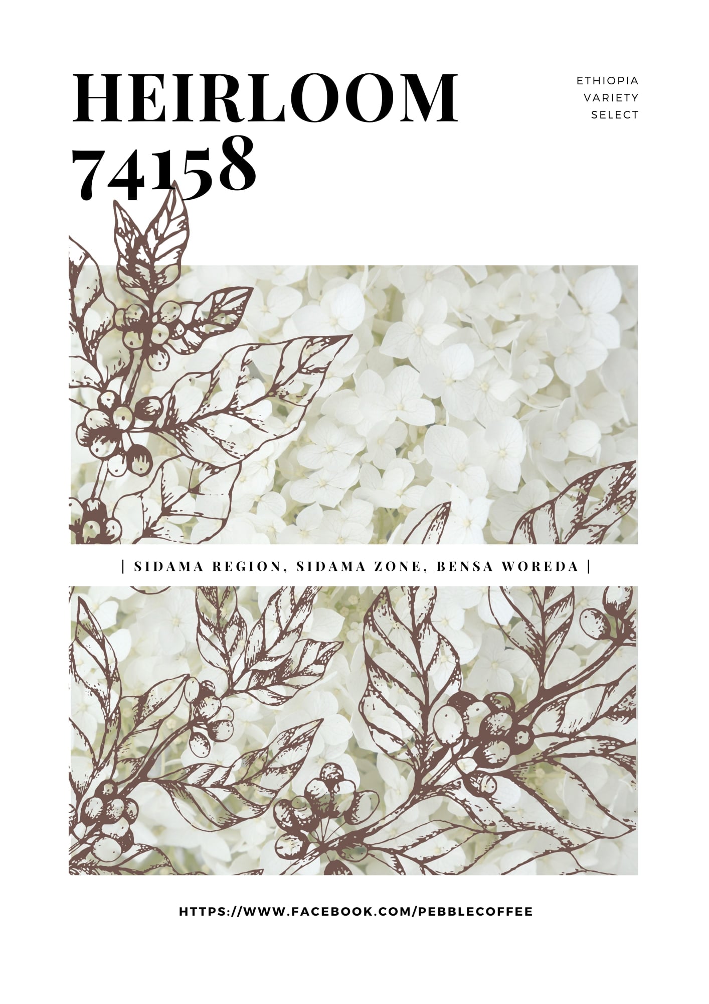 에티오피아 시다마 벤사 싱글 버라이어티 74158 워시드 G1 1KG (ETHIOPIA SIDAMA BENSA SINGLE VARIETY 74158 WASHED)