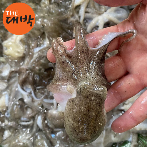 제철 국내산 활 주꾸미 1kg - 상세 이미지 5