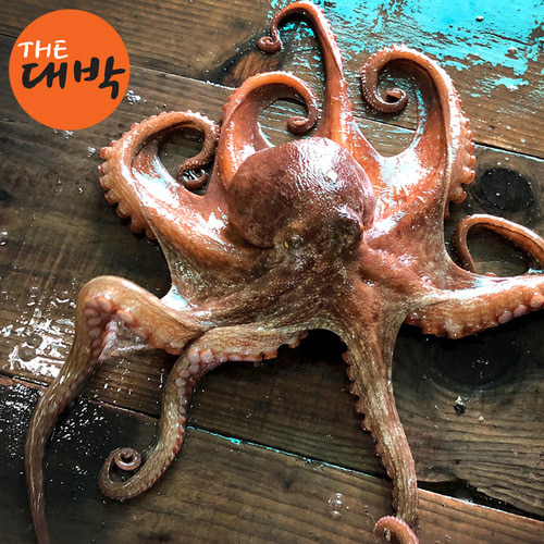 남해안 문어 돌문어 제수용 보양식