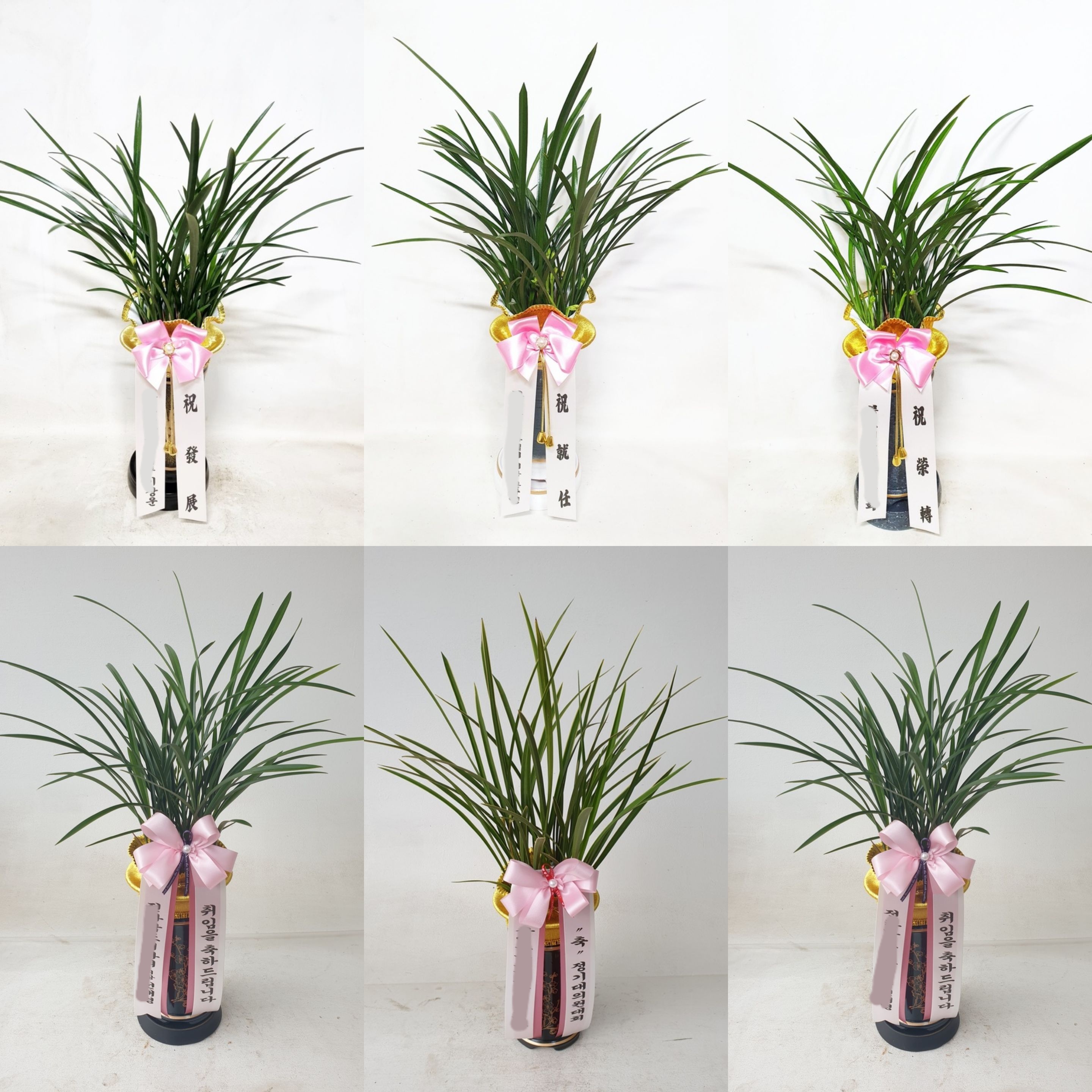 동양란꽃 동양난 종류 철골 풍란 난선물 승진 양난 회장 축하 퇴임 퇴직 칠순 팔순 화분