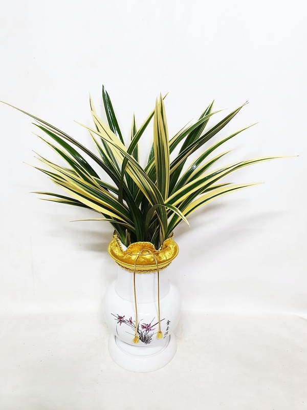 동양란 동양난 최고급 선물 난화분 난종류 승진 진급 취임 개업 사무실 인사이동 당일배송