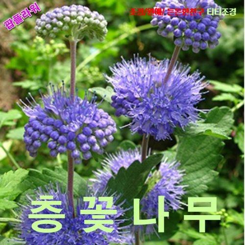 팝플라워 층꽃나무 씨앗 10립 : 칠공팔