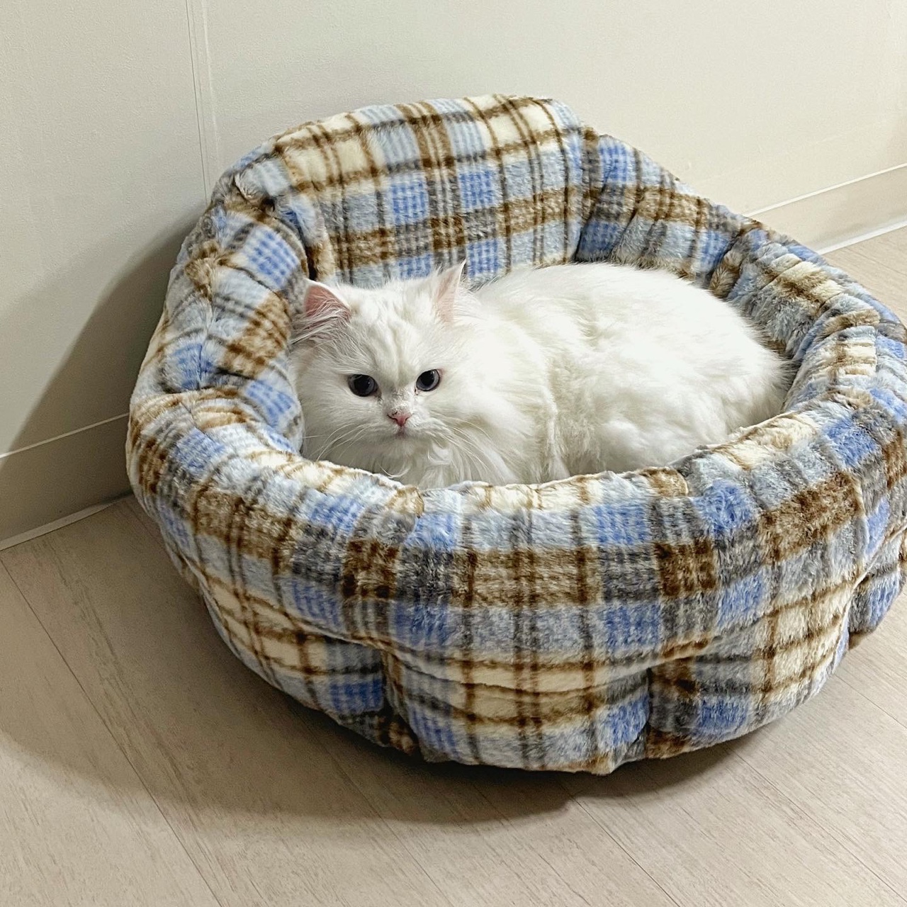 가티가티 고양이방석 쿠션 강아지 화이트로즈