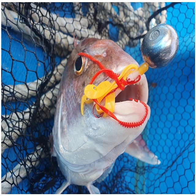 NS 엔에스 퓨리어스 라바 컬리 참돔 타이라바 스커트 501 딥레드 - 상세 이미지 2