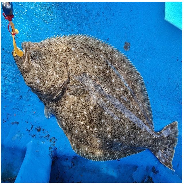 NS 엔에스 퓨리어스 라바 컬리 참돔 타이라바 스커트 501 딥레드 - 상세 이미지 3