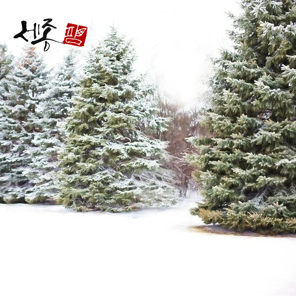 구상나무 실생 3년 묘목 이미지 3