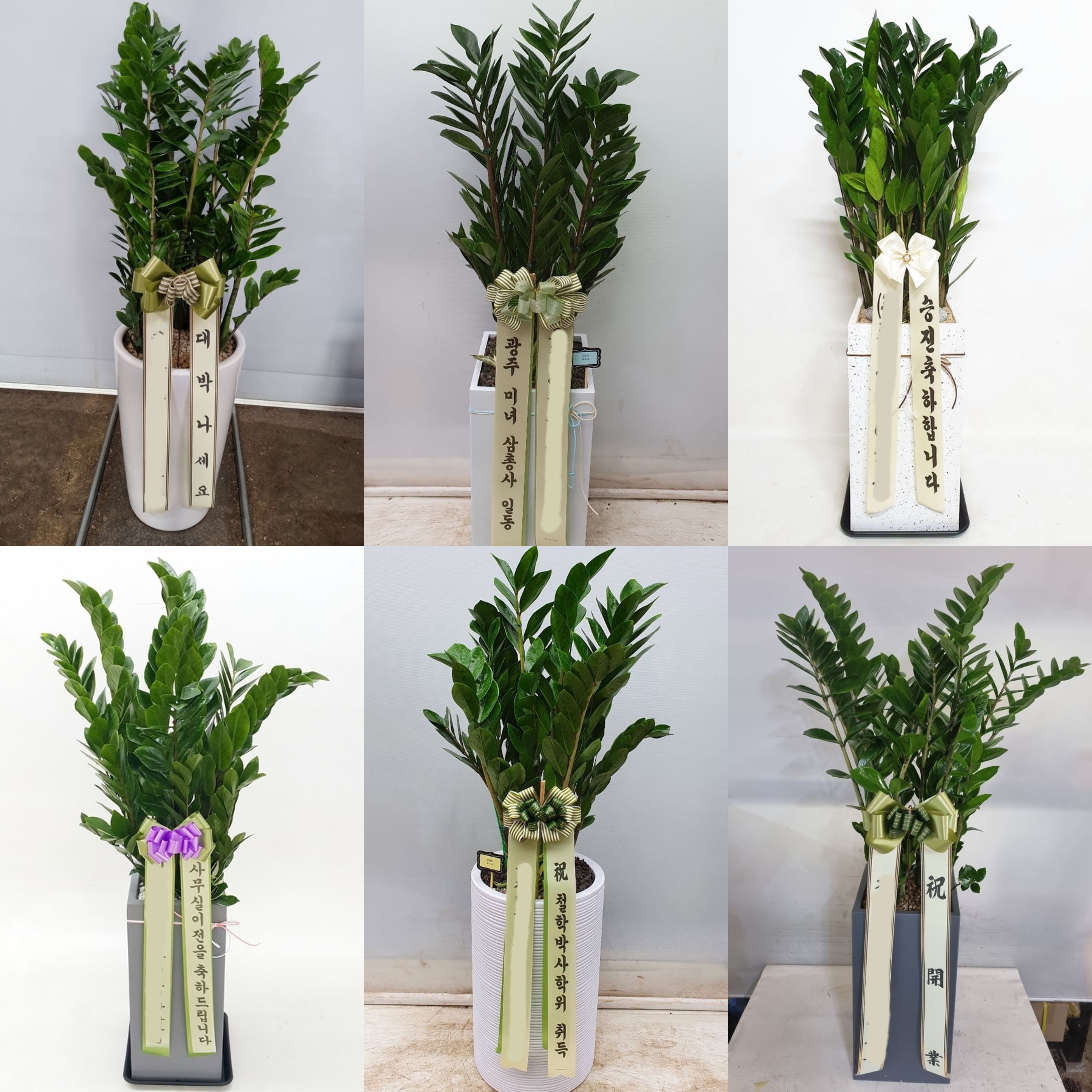 금전수 (대) 돈나무 카페 가게 오픈 개업화분 개원 사무실 이전 축하 승진 화분 화환