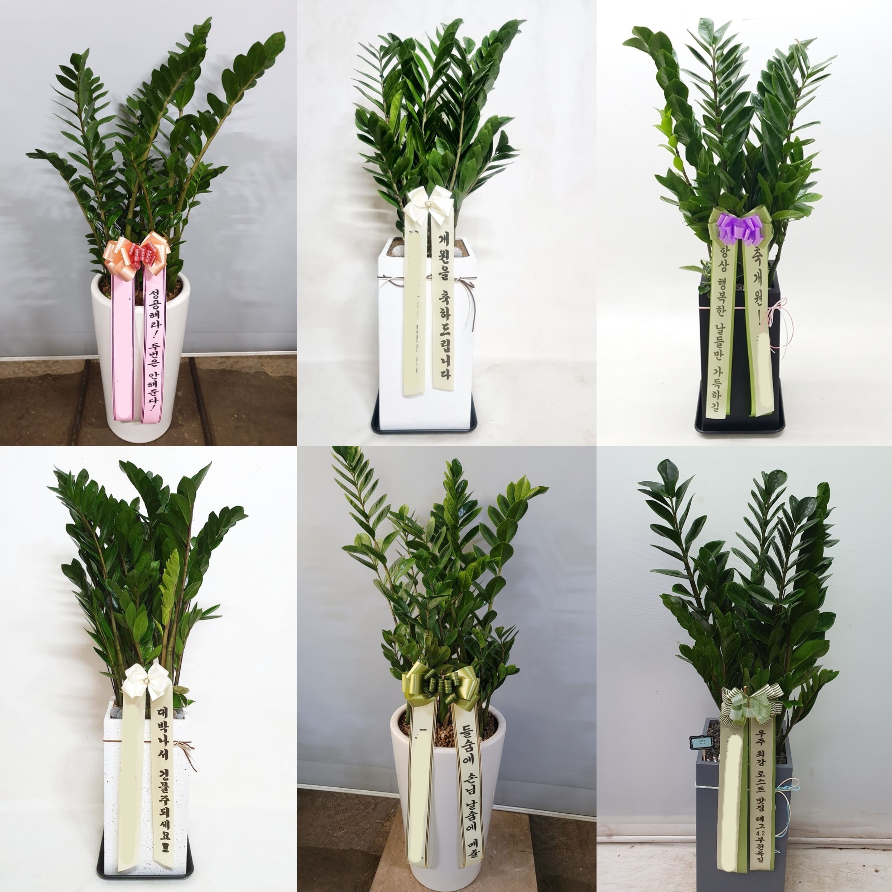 금전수 (대) 돈나무 카페 가게 오픈 개업화분 개원 사무실 이전 축하 승진 화분 화환