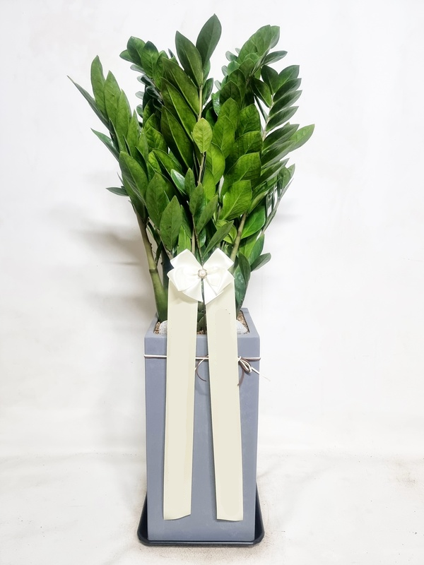 금전수 (대) 돈나무 카페 가게 오픈 개업화분 개원 사무실 이전 축하 승진 화분 화환