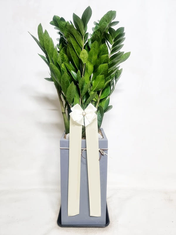 금전수 (대) 돈나무 화분 가격 추이 Blossomy 금전수 (대) 돈나무 화분 - 최저가 100,000원