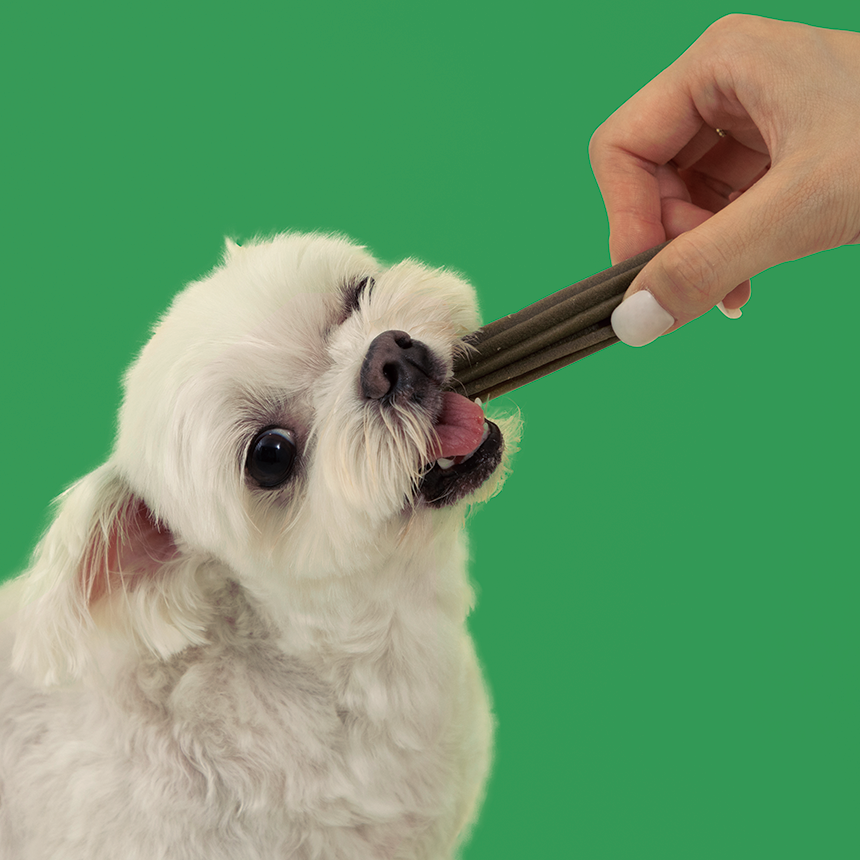 리브펫 덴탈핏츄 강아지껌 덴탈 치석제거 양치껌 170g, 1개