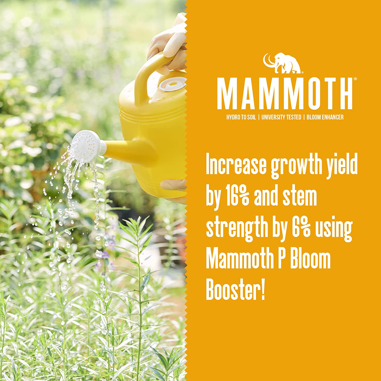 Mammoth P Organic Bloom Booster 다양한 재배 환경