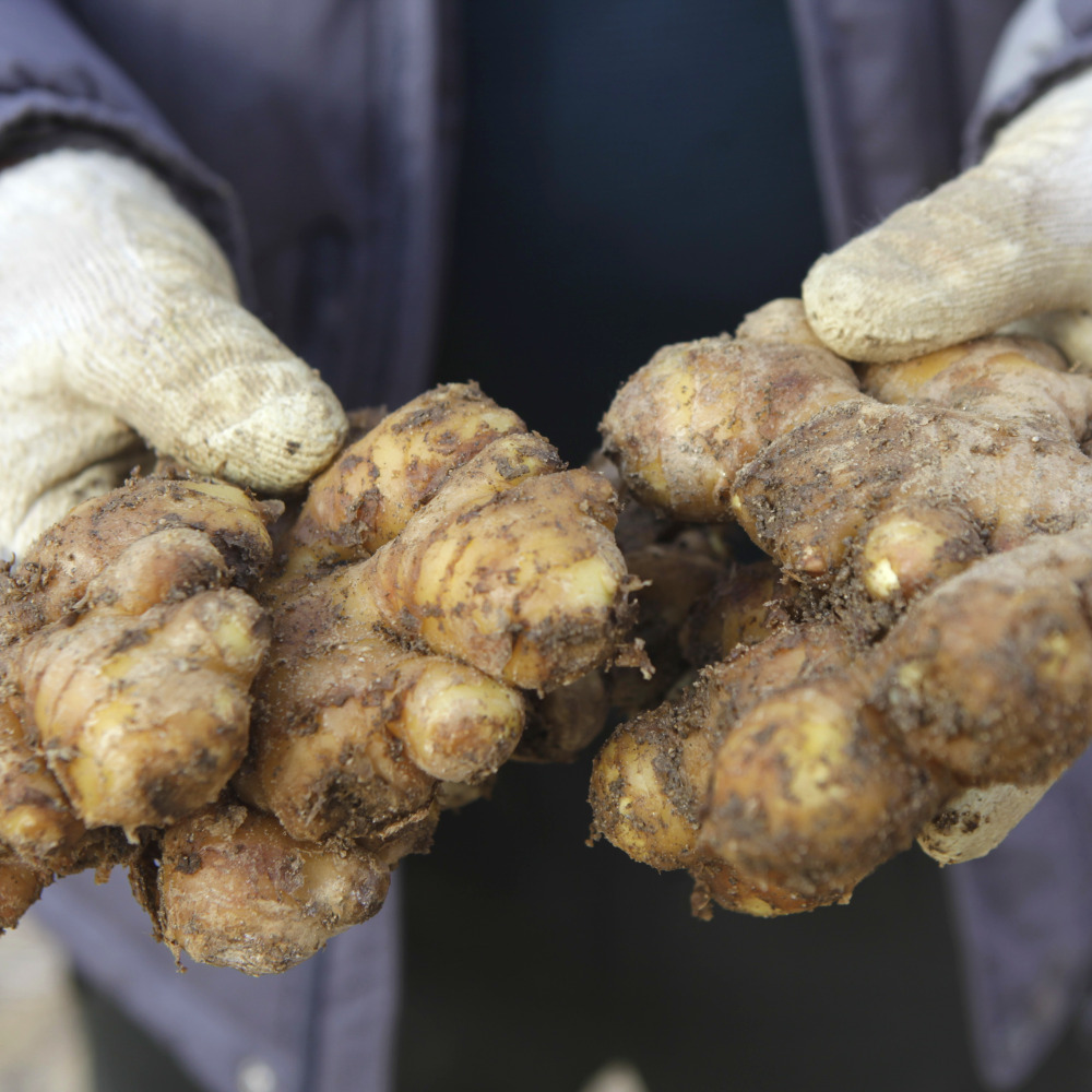 봉동들녘 이덕구 농부님 생산자직송 전북 완주 개량종 햇 흙생강 세척생강