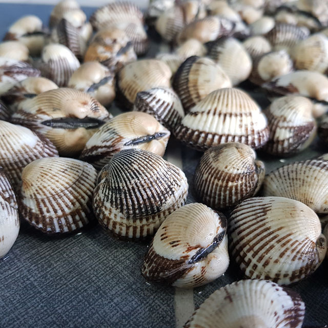 공태균의 벌교 새꼬막 1kg ( 85미 내외 ) 선물포장 가능 벌교꼬막