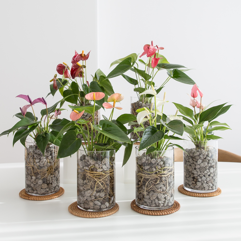 안스리움 수경재배식물 수생식물 수중식물 키우기 쉬운 화분 뿌리 어항 만들기세트