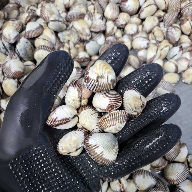 공태균의 벌교 새꼬막 1kg ( 대 중 소 사이즈 선택 ) 선물포장 가능 벌교꼬막 - 상세 이미지 2