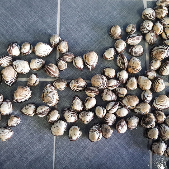 공태균의 벌교 새꼬막 1kg ( 대 중 소 사이즈 선택 ) 선물포장 가능 벌교꼬막 - 상세 이미지 3