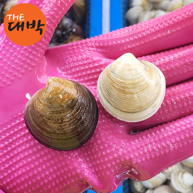 제철 자연산 활 모시조개 1kg 봉골레조개 파스타 조개탕 - 상세 이미지 2